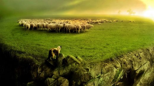 Rüyada Kurbanlık Koyun Kesmek Rüya Yorumu ve Anlamı