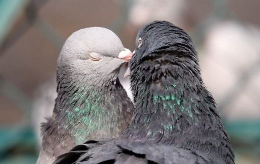 Rüyada Kuş Rüya Yorumu ve Anlamı