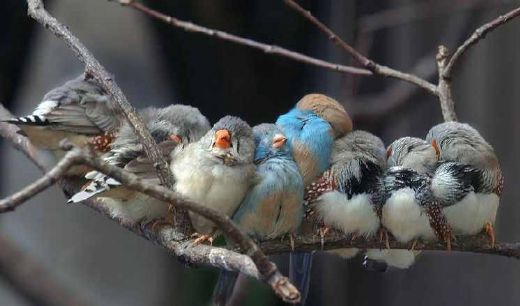 Rüyada Kuş Boku Görmek Rüya Yorumu ve Anlamı