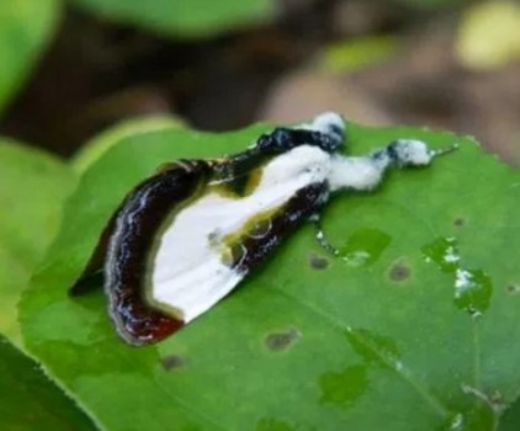 Rüyada Kuş Boku Temizlemek Rüya Yorumu ve Anlamı