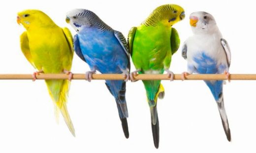 Rüyada Kuş Çiftleşmesi Rüya Yorumu ve Anlamı