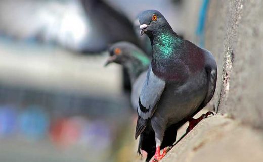 Rüyada Kuş Doğurmak Rüya Yorumu ve Anlamı