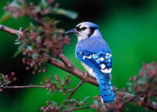 Rüyada Kuş Olduğunu Görmek Rüya Yorumu ve Anlamı