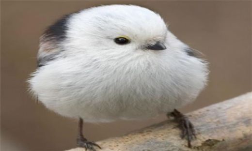 Rüyada Kuş Öldürmek Rüya Yorumu ve Anlamı