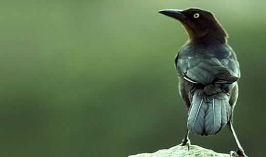 Rüyada Kuş Ölüsü Görmek Rüya Yorumu ve Anlamı