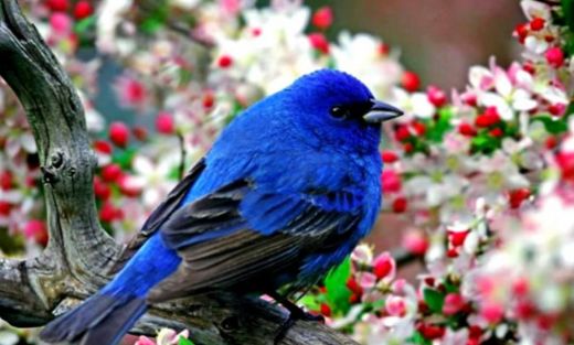 Rüyada Kuş Sesi Duymak Rüya Yorumu ve Anlamı