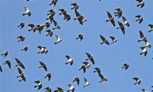 Rüyada Kuş Sürüsü Görmek Rüya Yorumu ve Anlamı