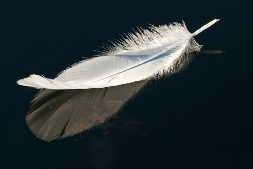 Rüyada Kuş Tüyü Görmek Rüya Yorumu ve Anlamı