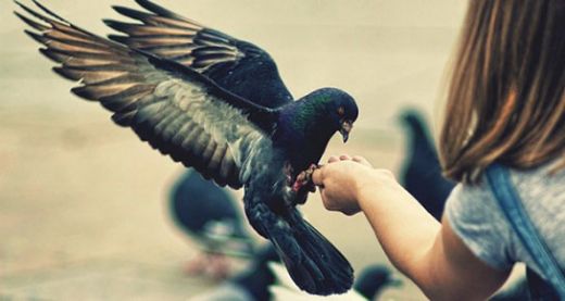 Rüyada Kuş Uçurmak Rüya Yorumu ve Anlamı