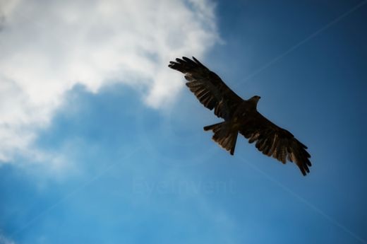 Rüyada Kuş Vurmak Rüya Yorumu ve Anlamı