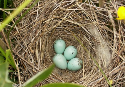 Rüyada Kuş Yumurtası Görmek Rüya Yorumu ve Anlamı