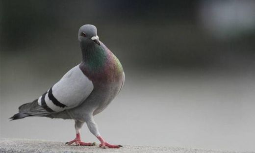 Rüyada Kuşun Ölmesi Rüya Yorumu ve Anlamı