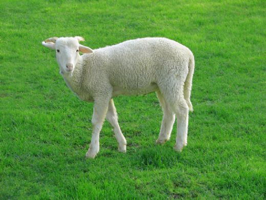 Rüyada Kuzu Koyun Görmek Rüya Yorumu ve Anlamı