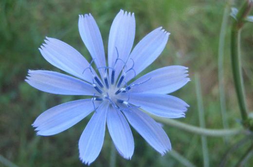 Rüyada Leylak Çiçeği Görmek Rüya Yorumu ve Anlamı
