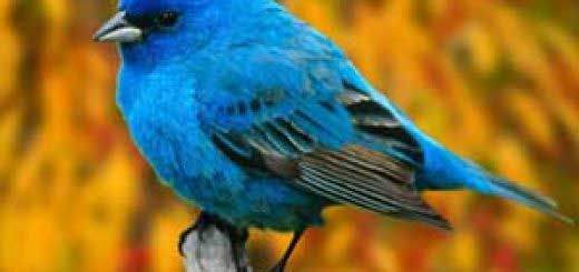 Rüyada Mavi Kuş Görmek Rüya Yorumu ve Anlamı
