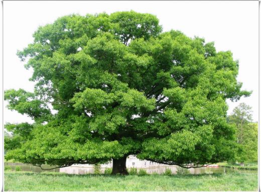 Rüyada Meşe Ağacı Görmek Rüya Yorumu ve Anlamı