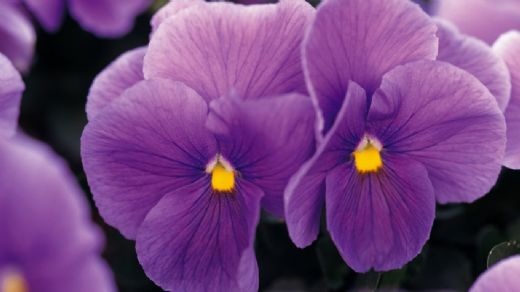 Rüyada Mor Çiçek Görmek Rüya Yorumu ve Anlamı