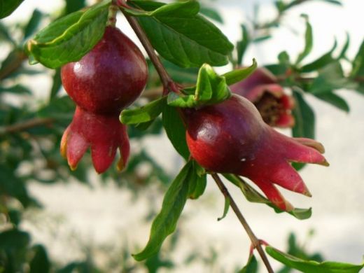 Rüyada Nar Ağacı Görmek Rüya Yorumu ve Anlamı