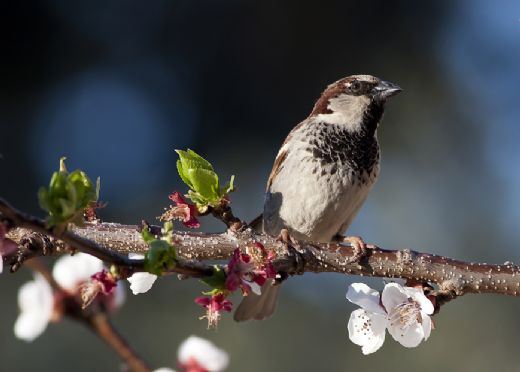 Rüyada Ölü Kuş Görmek Rüya Yorumu ve Anlamı
