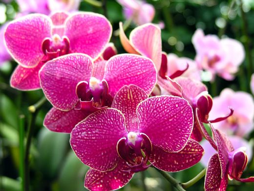 Rüyada Orkide Çiçeği Görmek Rüya Yorumu ve Anlamı