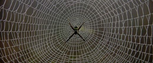 Rüyada Örümcek Ağına Dolanmak Rüya Yorumu ve Anlamı