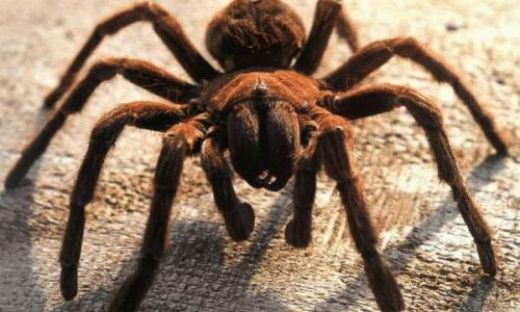 Rüyada Örümcek Görmek Rüya Yorumu ve Anlamı