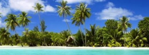 Rüyada Palmiye Ağacı Görmek Rüya Yorumu ve Anlamı