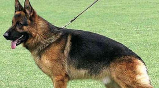 Rüyada Polis Köpeği Görmek Rüya Yorumu ve Anlamı