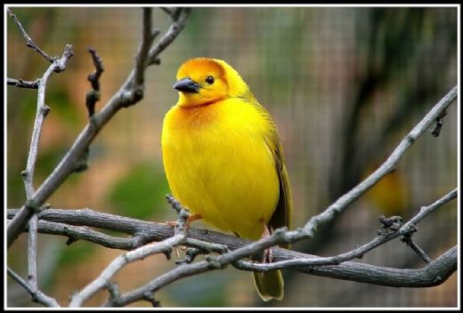 Rüyada Sarı Kuş Görmek Rüya Yorumu ve Anlamı