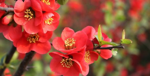 Rüyada Turuncu Çiçek Görmek Rüya Yorumu ve Anlamı