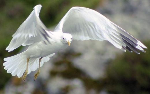 Rüyada Uçan Kuşlar Görmek Rüya Yorumu ve Anlamı