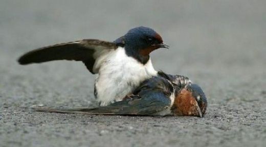 Rüyada Yaralı Kuş Görmek Rüya Yorumu ve Anlamı
