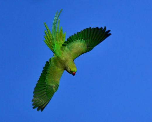 Rüyada Yeşil Kuş Görmek Rüya Yorumu ve Anlamı