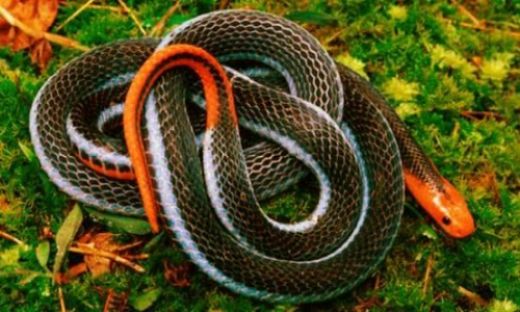 Rüyada Yılan Kusmak Rüya Yorumu ve Anlamı