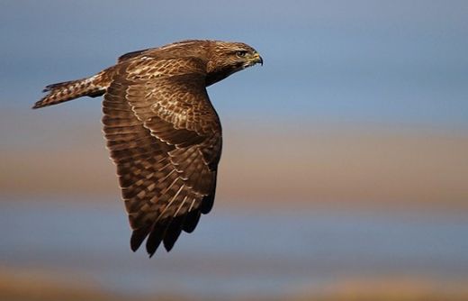 Rüyada Yırtıcı Kuş Görmek Rüya Yorumu ve Anlamı