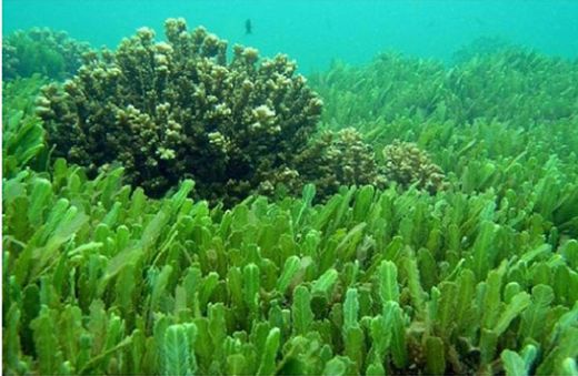 Rüyada Yosunlu Denizde Yüzmek Rüya Yorumu ve Anlamı