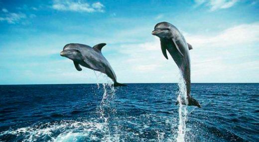 Rüyada Yunus Balığı ile Yüzmek Rüya Yorumu ve Anlamı