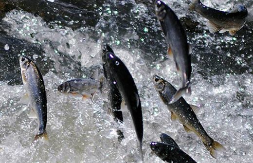 Rüyada Yüzen Balık Görmek Rüya Yorumu ve Anlamı