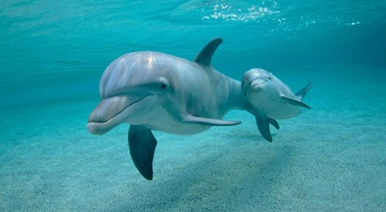 Denizde Balık Görmek