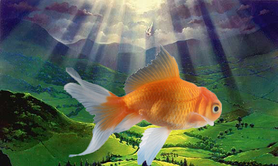 Hamile Kadının Rüyada Balık Görmesi Rüya Yorumu ve Anlamı