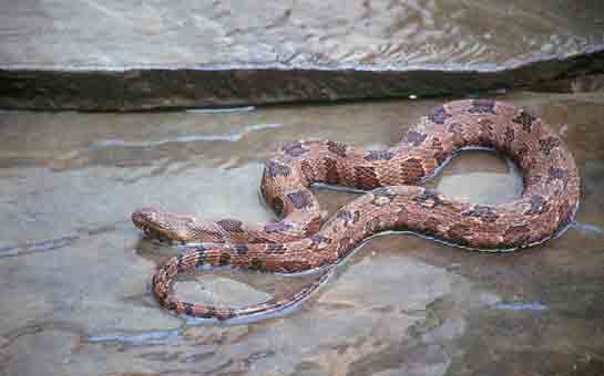 Rüyada 2 Tane Yılan Görmek Rüya Yorumu ve Anlamı