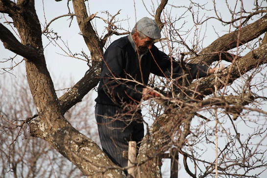 Rüyada Ağaç Budamak