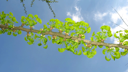 Rüyada Ağaç Dalı Görmek