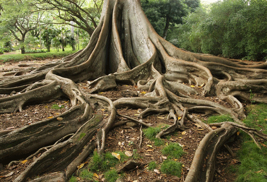 Rüyada Ağaç Kökü Görmek