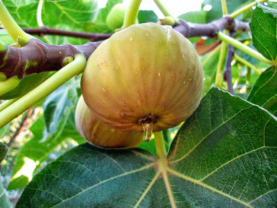 Rüyada Ağaçtan İncir Koparıp Yemek