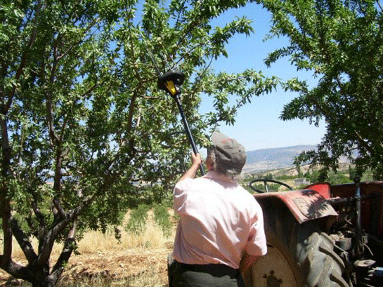 Rüyada Ağaçtan Meyve Toplamak