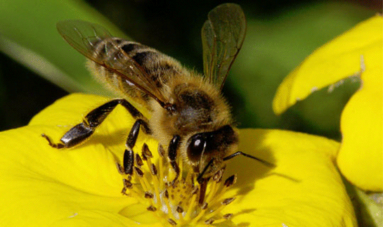 Rüyada Arı Görmek