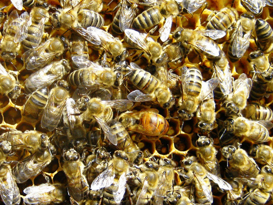 Rüyada Arı Konuşması