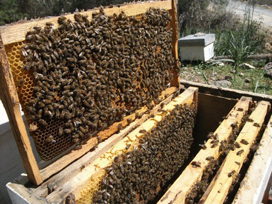 Rüyada Arı Saldırısına Uğramak