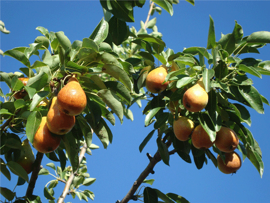 Rüyada Armut Ağacı Görmek